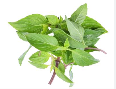  Basilicum thaise pr (80g)_ISRAEL