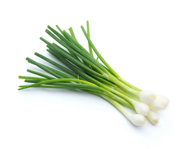 Ajuin schanul/pijpajuin (DIK)_ DUITSLAND