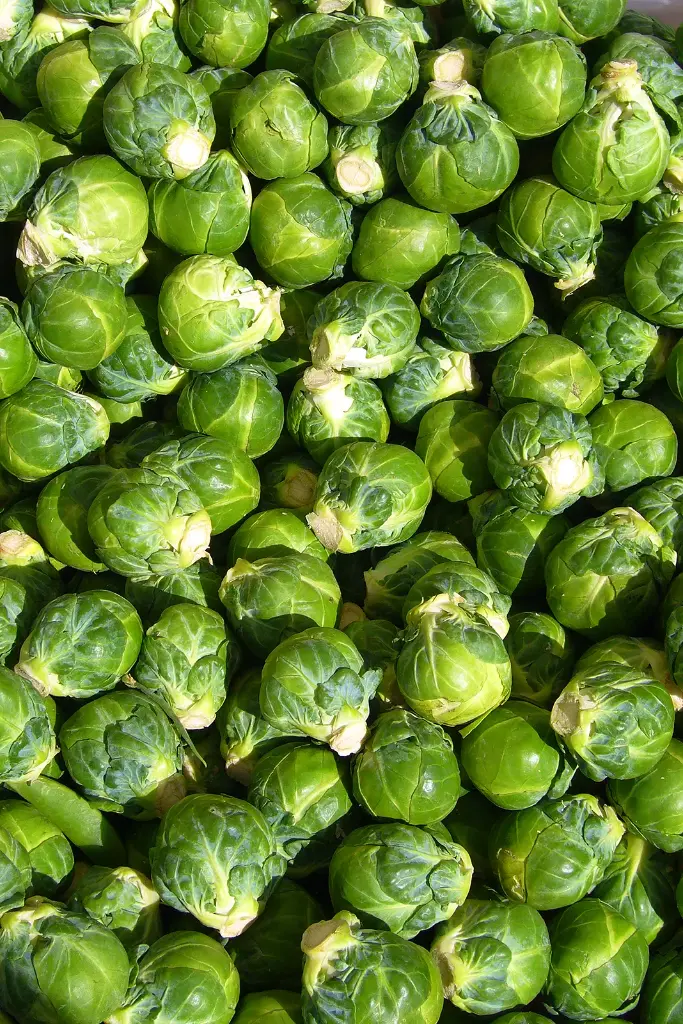 SPRUITEN VERPAKT 500 GRM