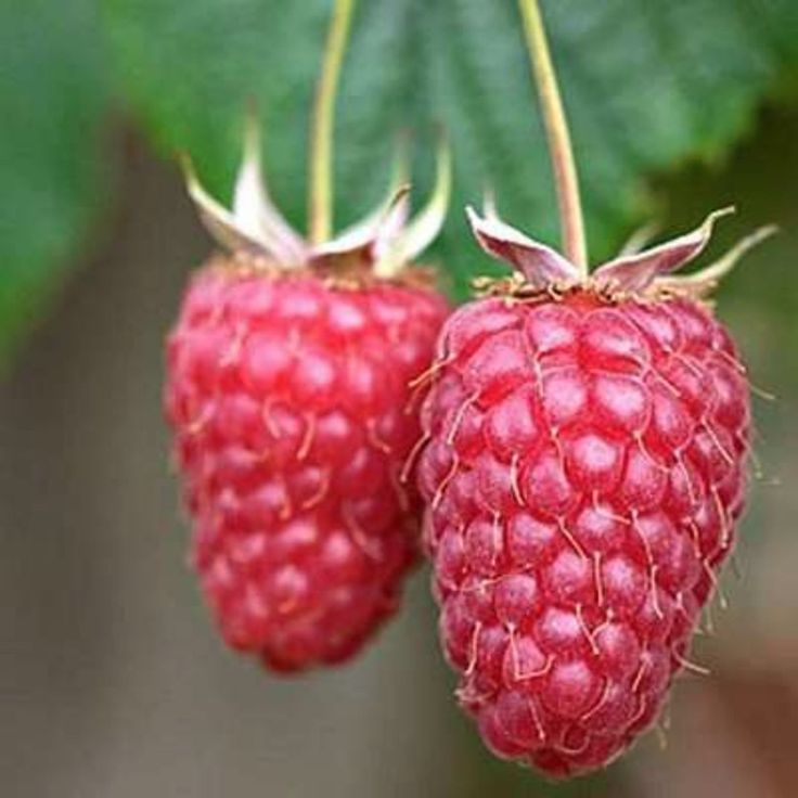 FRAMBOOS POT